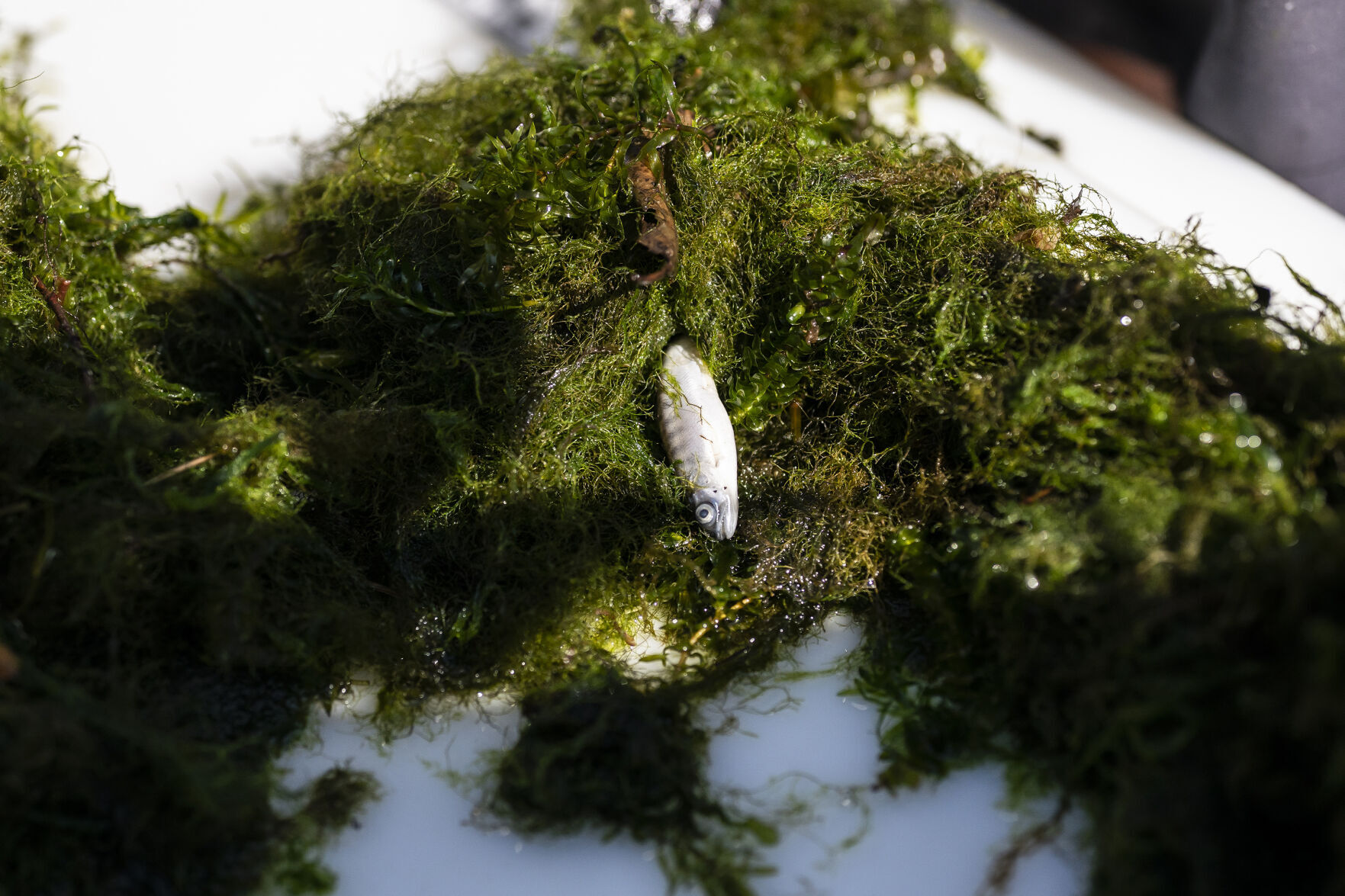 Warming Rivers Dying Fish